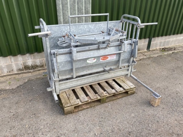 Ritchie  - Ewe - Image 1