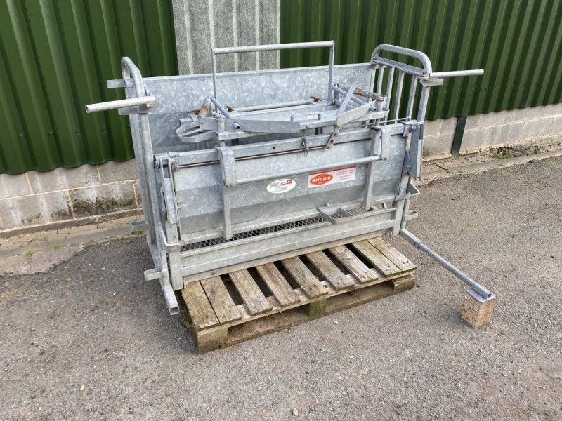 Ritchie  - Ewe - Image 1